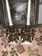 Antique Candle Holder Hollywood Regency Style Ornate Gold Cast Brass